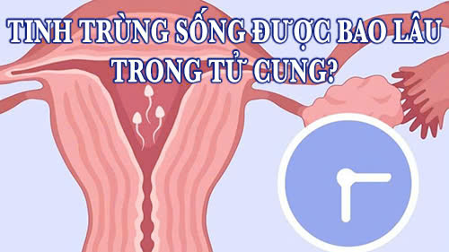 Tìm hiểu Tinh trùng sống được bao lâu trong tử cung